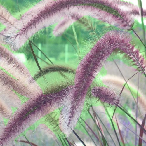 PENNISETUM